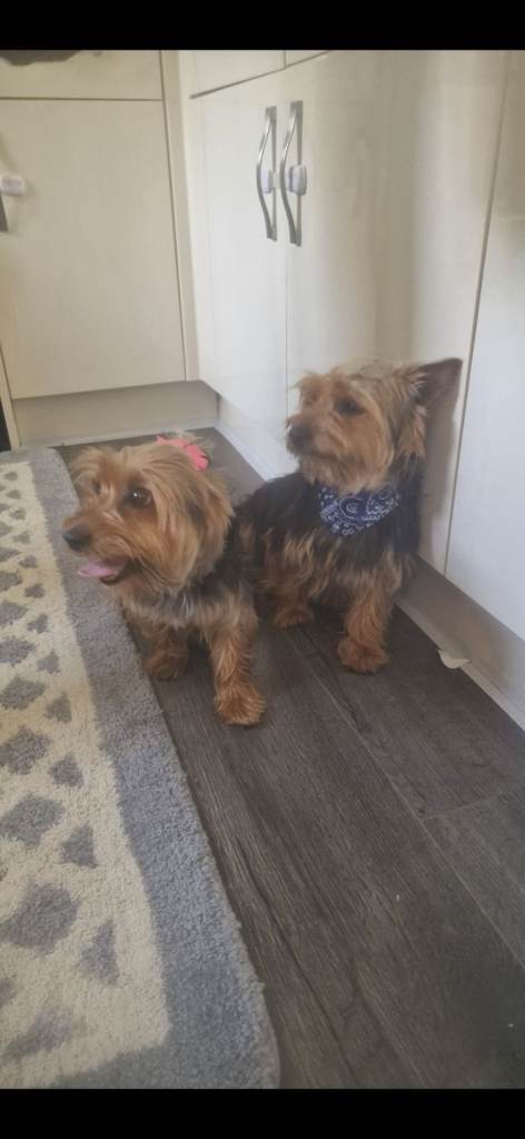 Yorkshire terrier pups 
