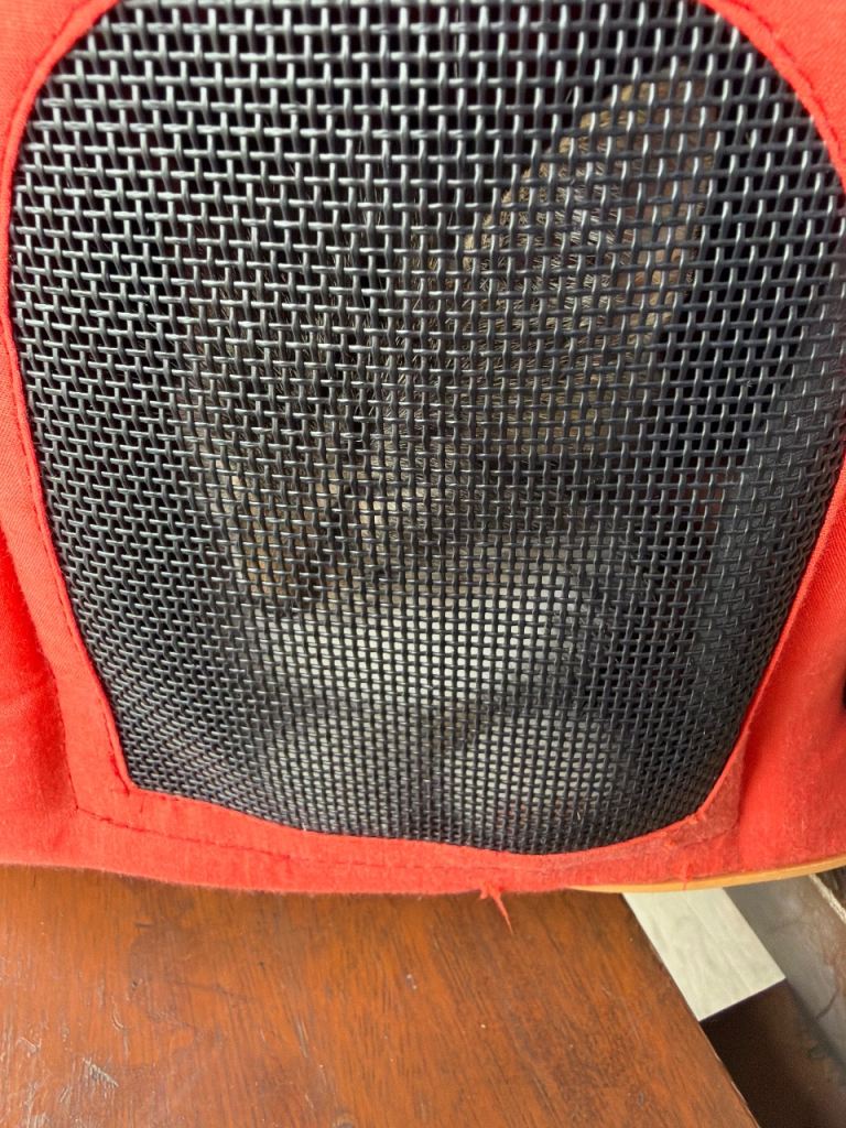 Kitten for sale