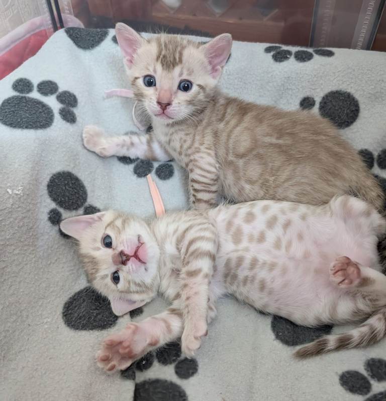 Registered Bengal kittens 