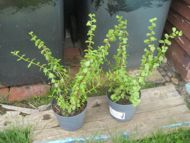 10 Luscious-Leaf Mediterranean House Plants with Purple Stems for £4.00 EACH
