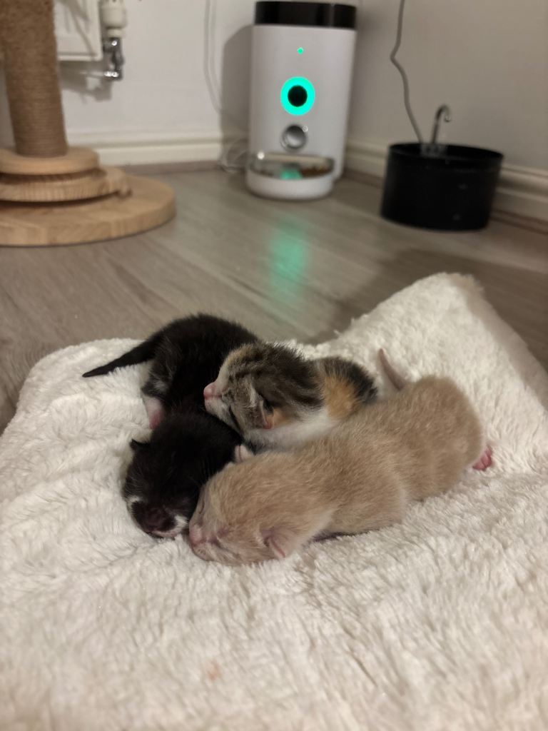 3 Gorgeous Kittens Looking for Loving Forever Homes 🐾