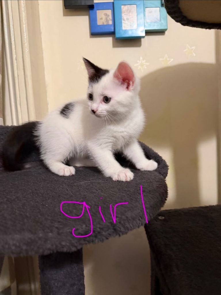 Adorable kittens looking for loving homes 🐾🤍