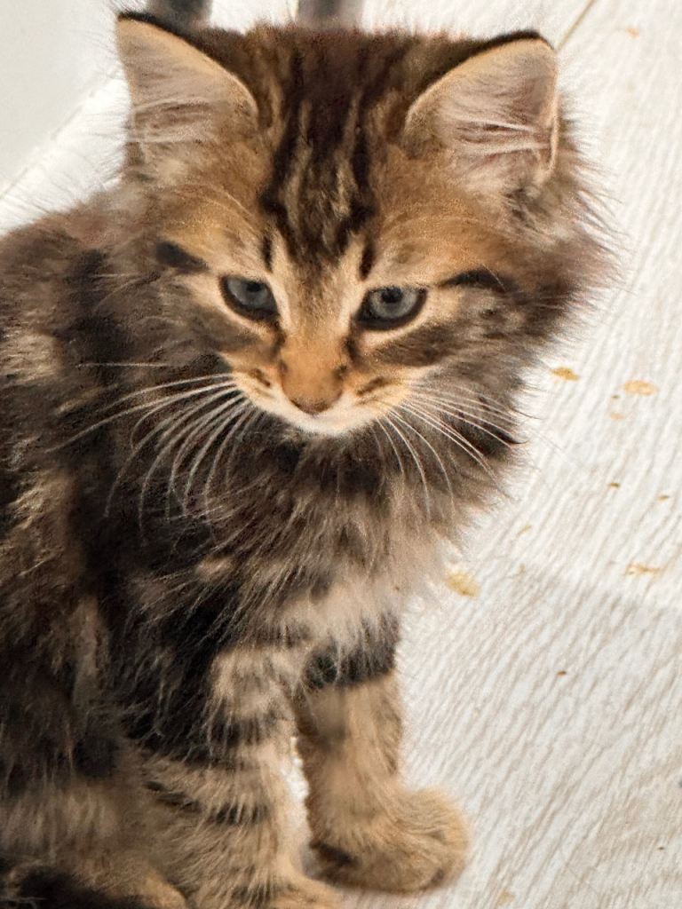  Fluffy kitten 