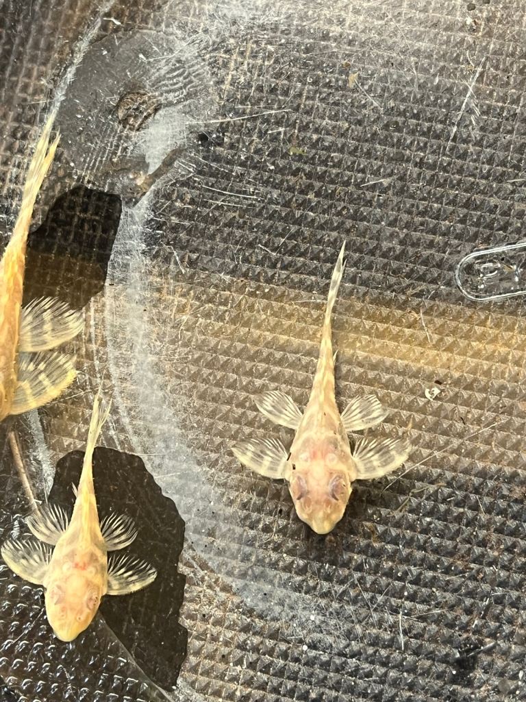 L333 Albino King Tigers. 1” £40