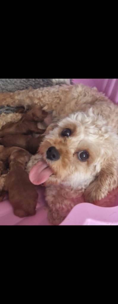Beautifully cavapoochon puppies 