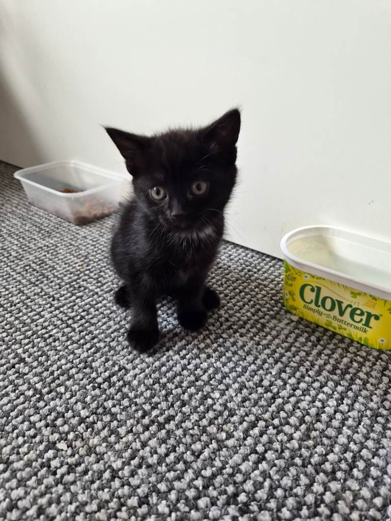 Female kitten 