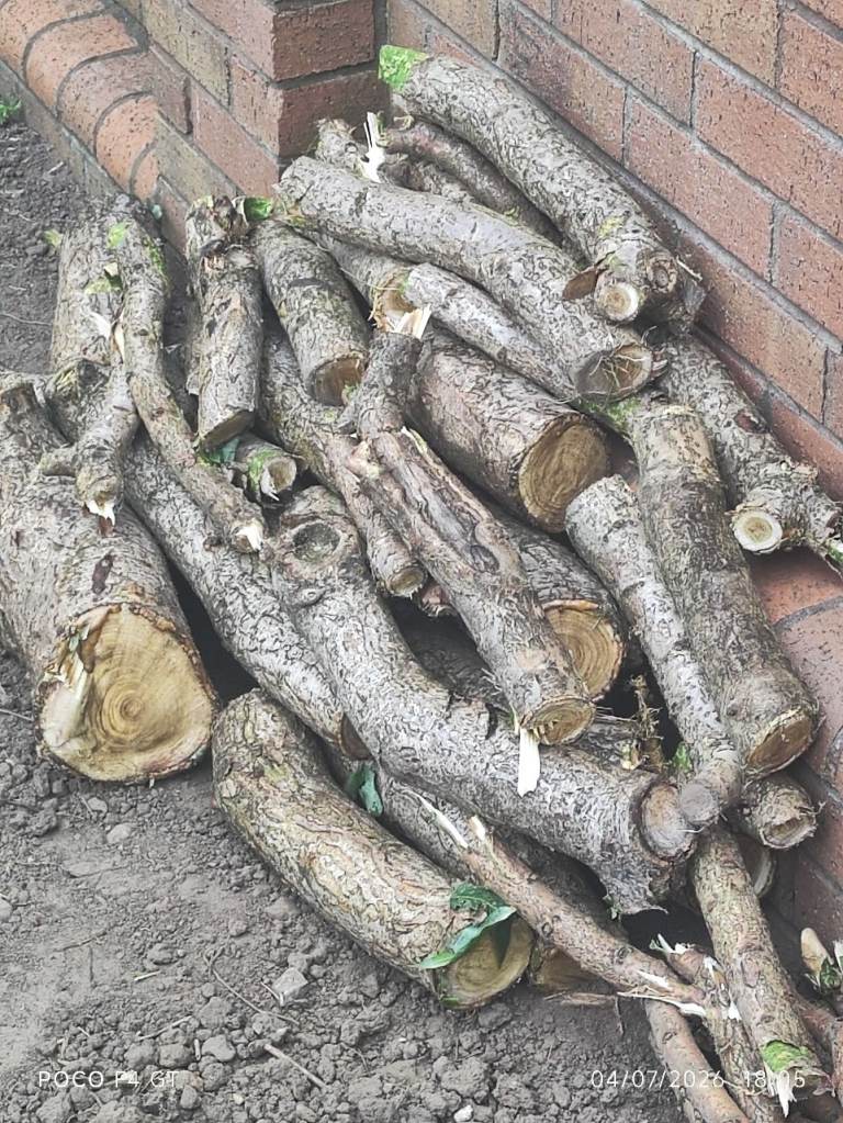 FREE LOGS 