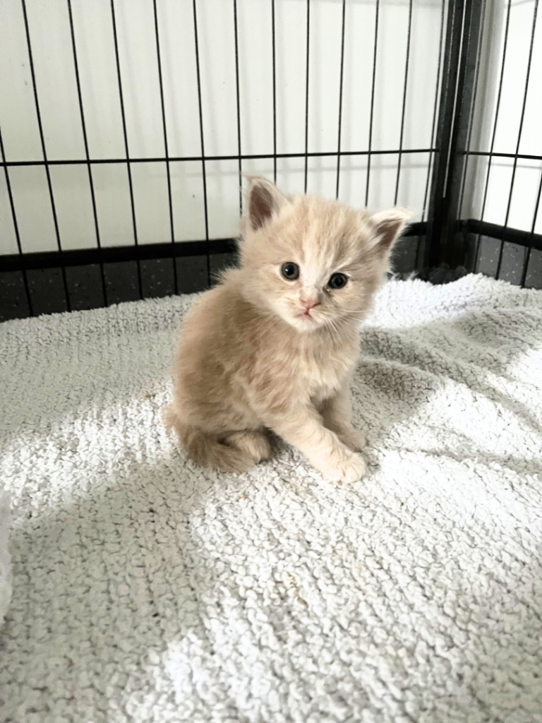Maine Coon x BSH Kittens