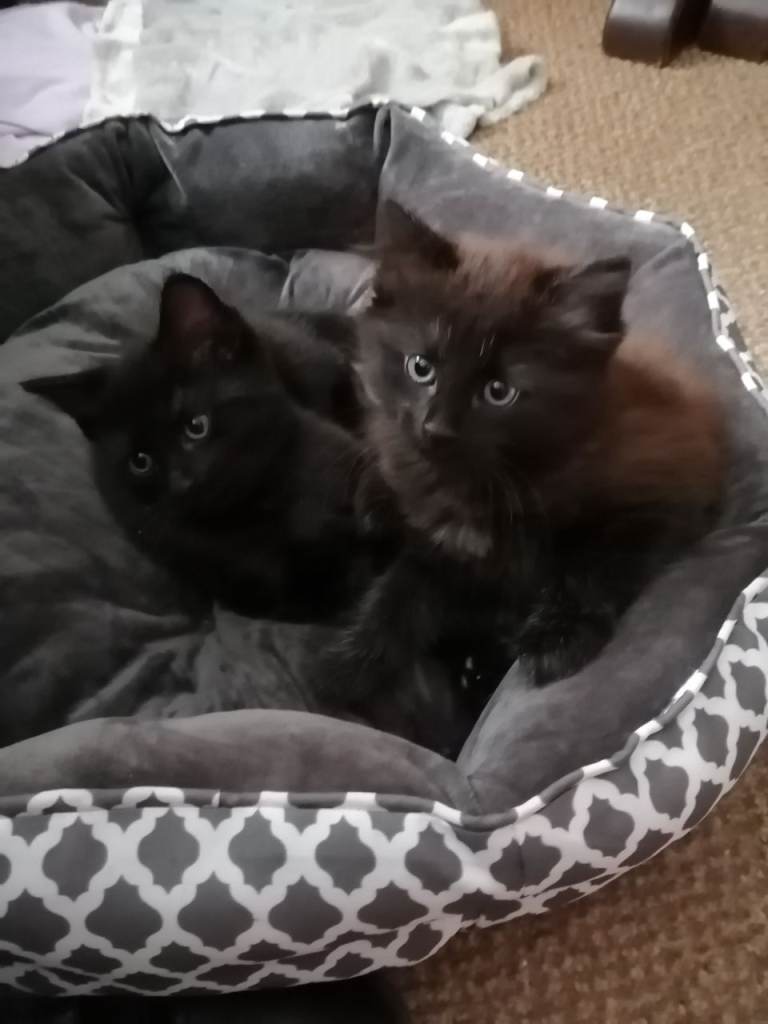 Two black active kittens ready for new home 