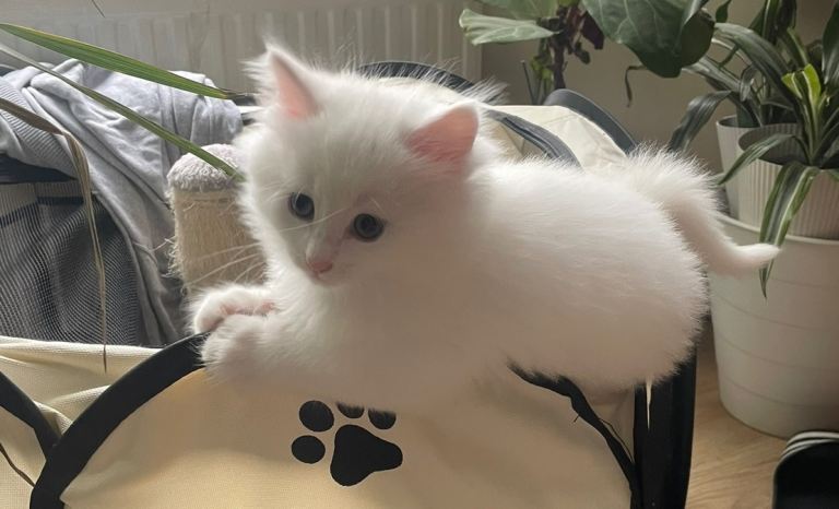White Kitten looking fir a new home 