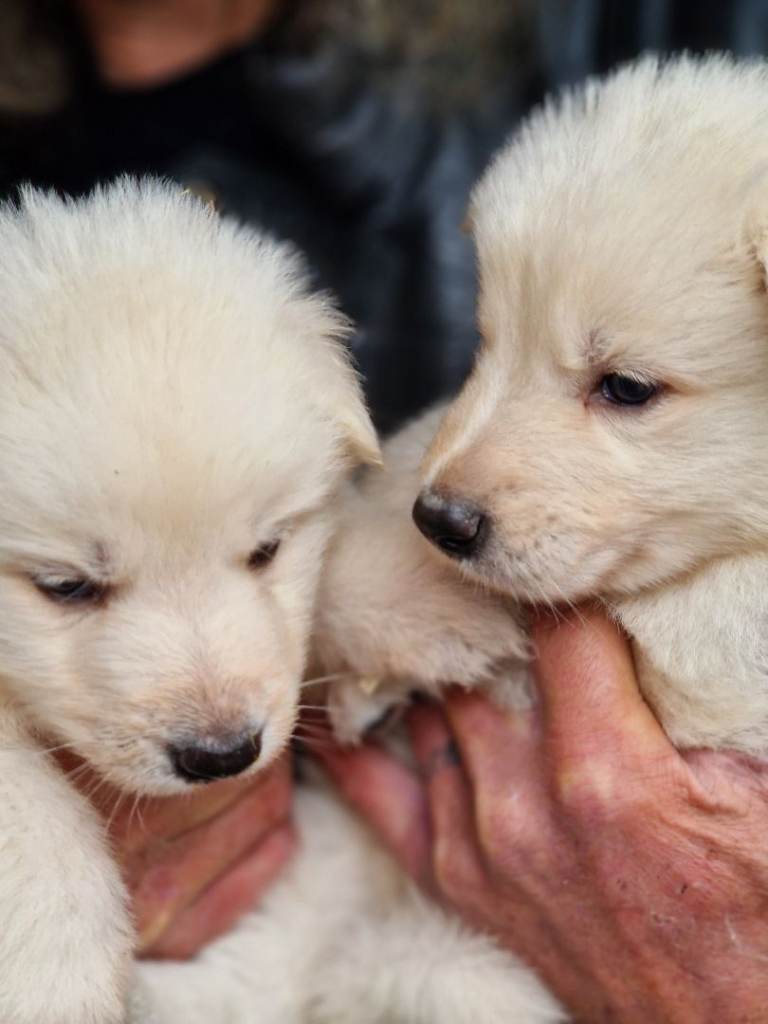 Exceptional long coated German Shepherd puppies 