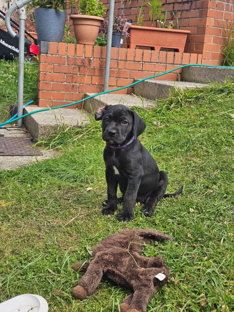 LAST FEW PUPS! 