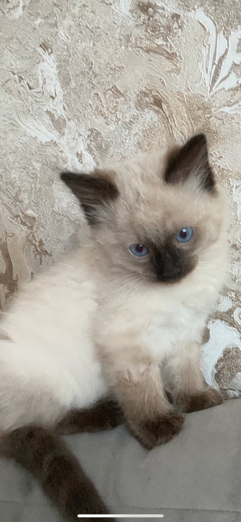 Half Ragdoll kittens for sale.  