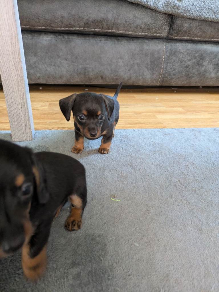 Chiweenie puppies 