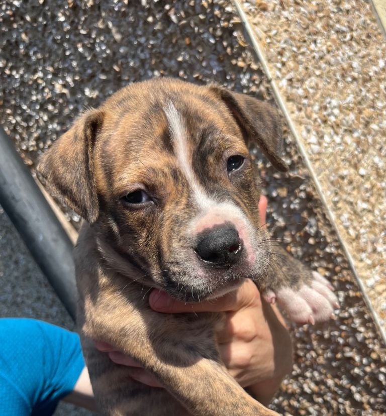 Staffy puppy for sale 