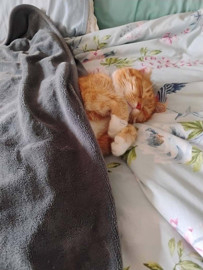 Looking for a home for 12 year old male cat