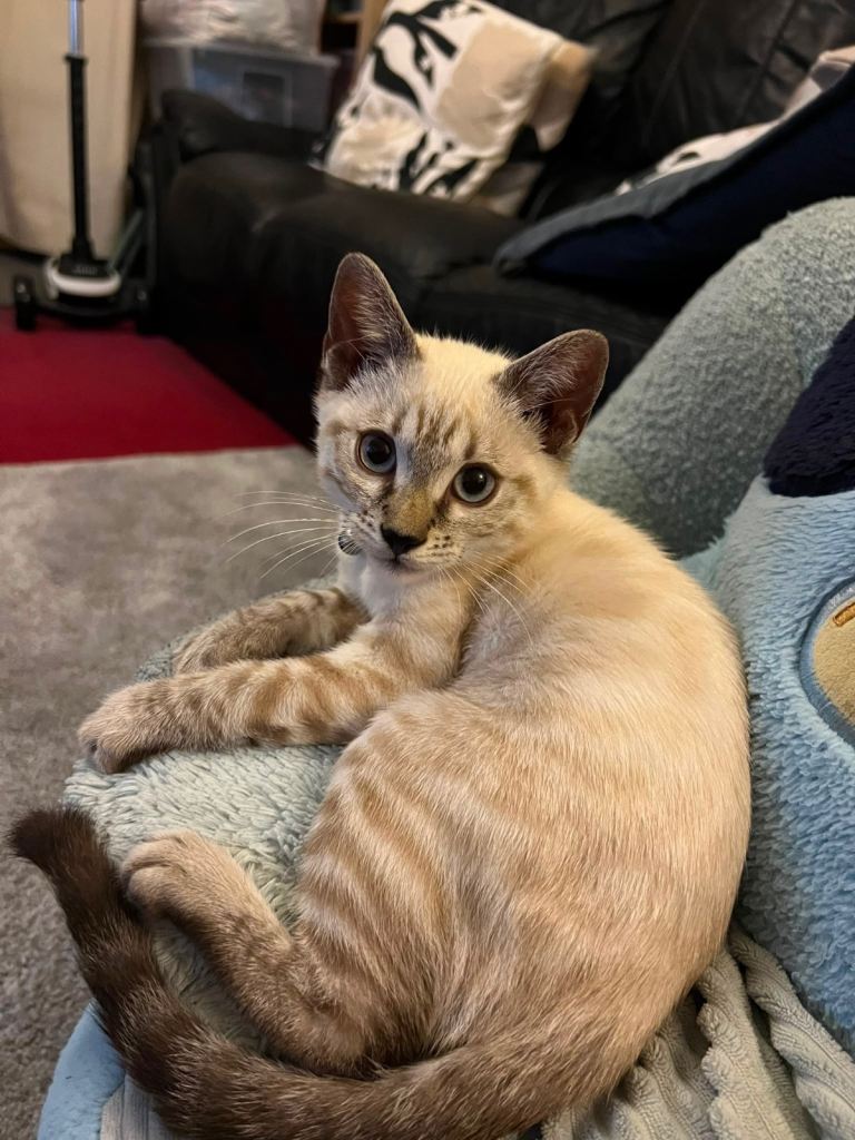 Bengal x Siamese Kittens ( 1 Male Left )