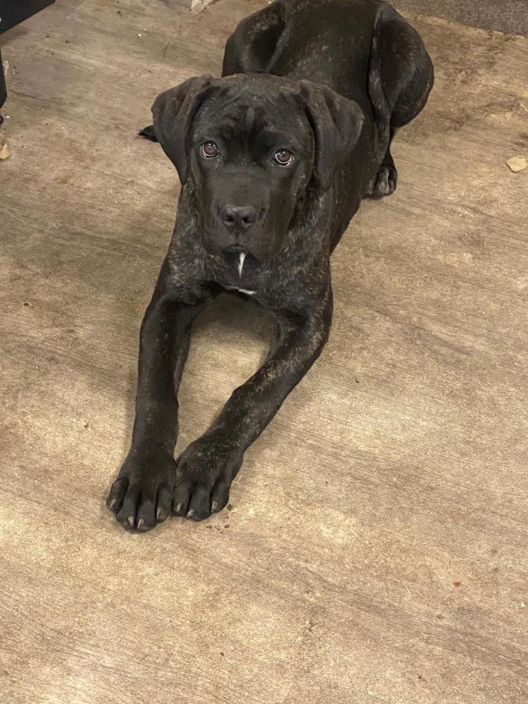 1beautiful cane corso left