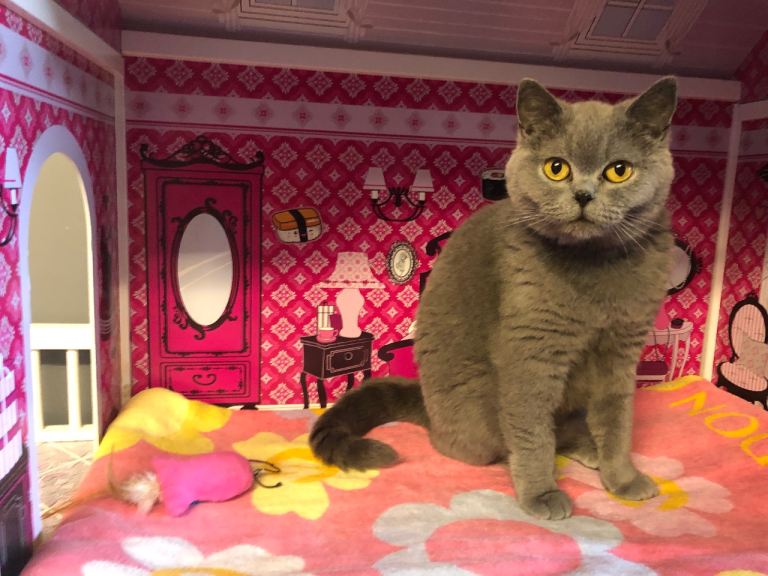 British Shorthair 🩷 Female sprayed