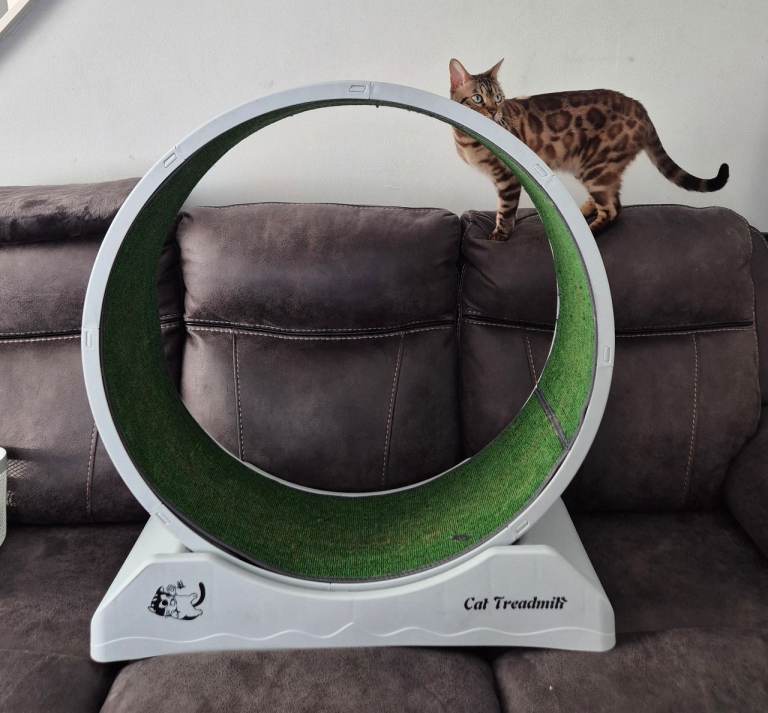 Cat exercise wheel 