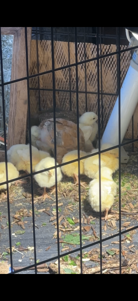 White Meat Breed Chicks – Hatched 23 April