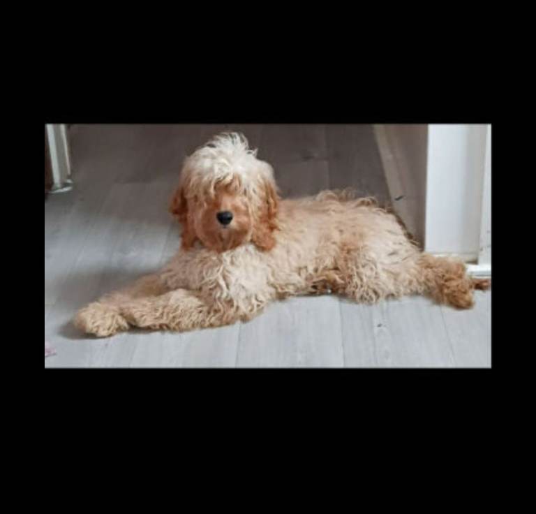 9 month old cockapoo 