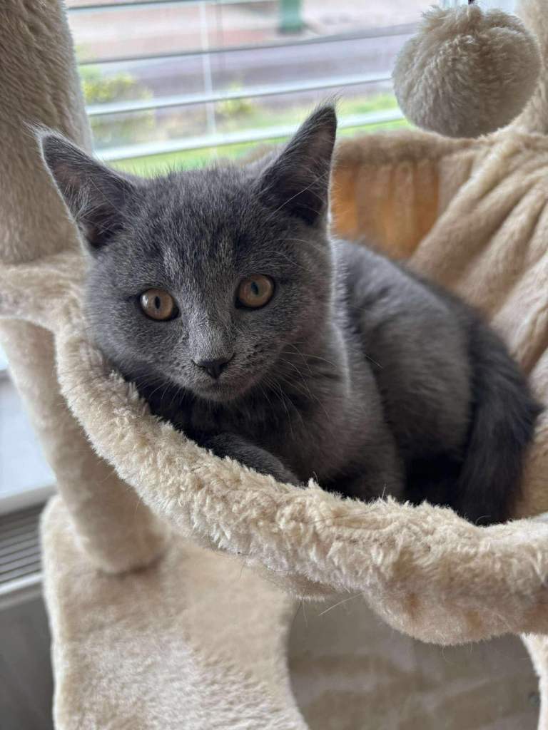 British Short Hair kitten