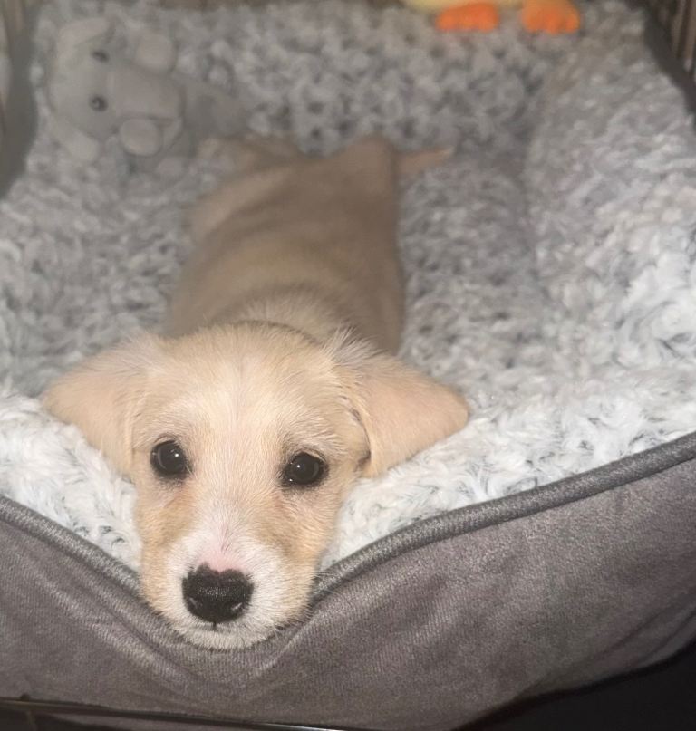 12 week old Schnoodle Female 