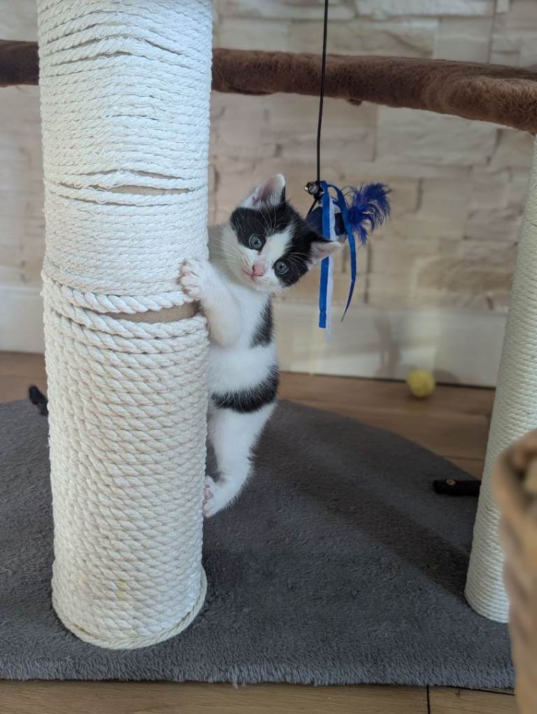 Lovely kittens