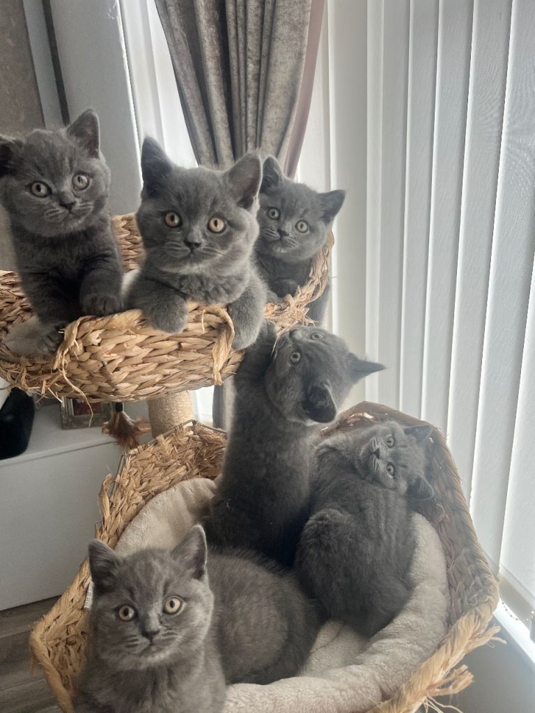British shorthair  kittens