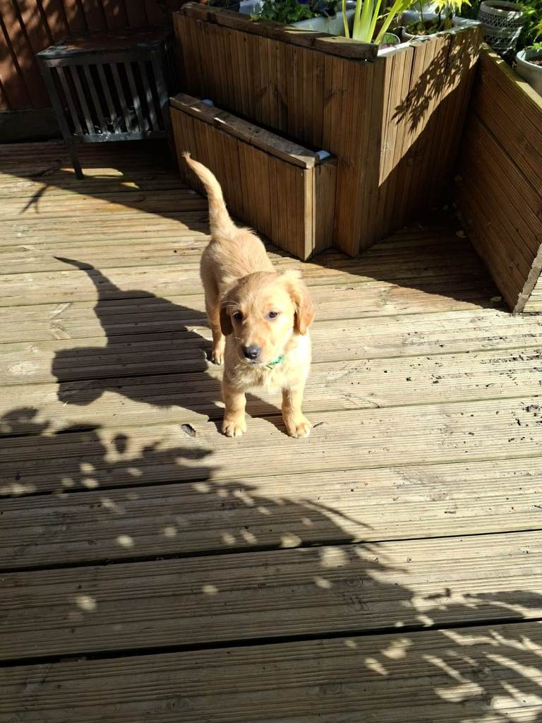 Sassy 10 week old Goldador