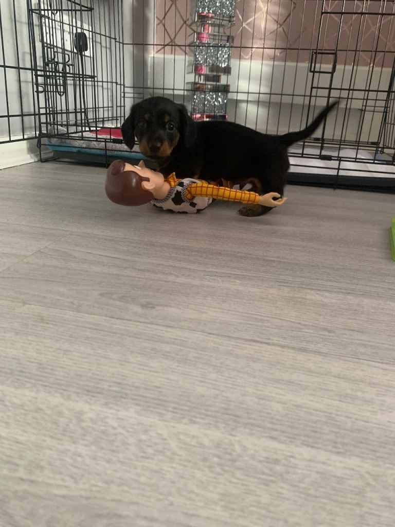 KC Registered Miniature Dachshunds For Sale
