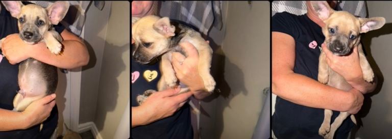 READY NOW RARE PUPPIES BULLHUAHA FRENCH BULL DOG FRENCHIE  CROSS CHIHUAHUA