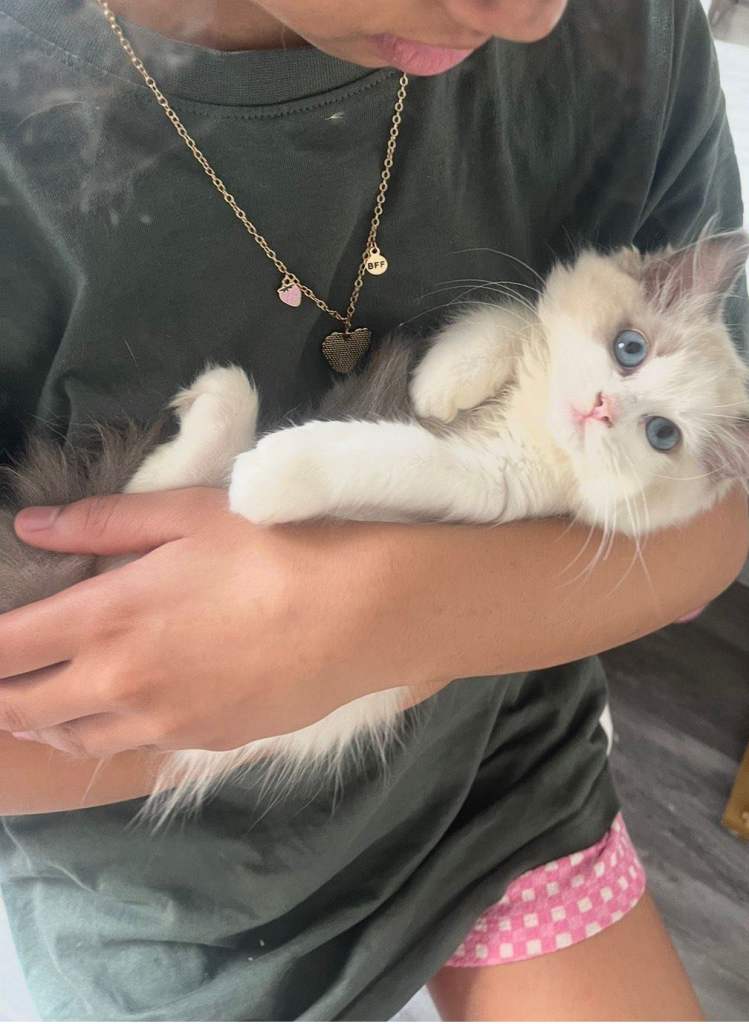 East European Ragdoll baby