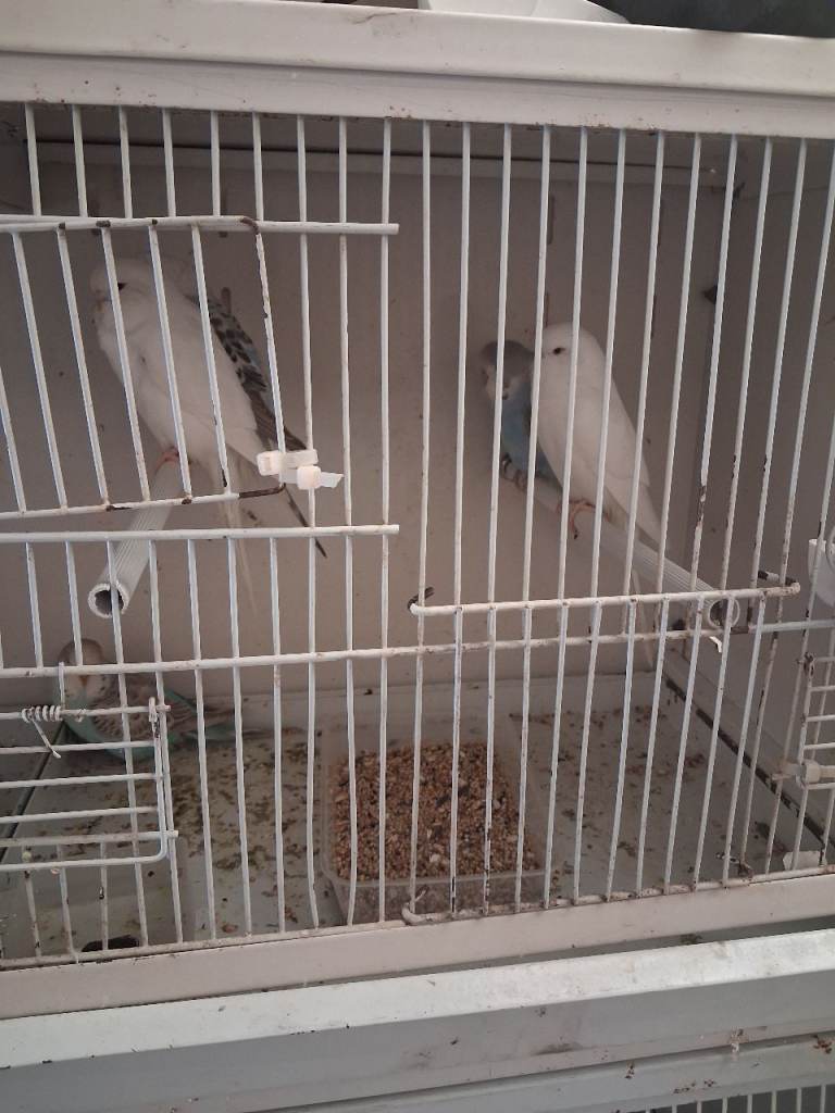 Budgies 