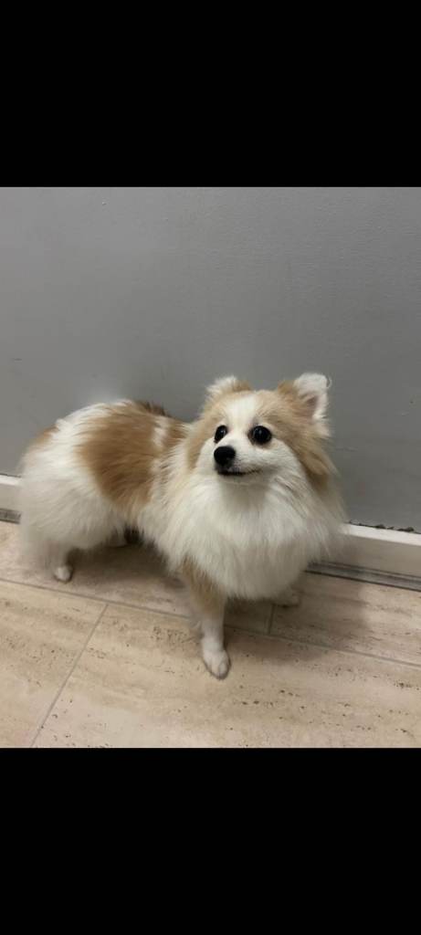 Pomerian dog/female