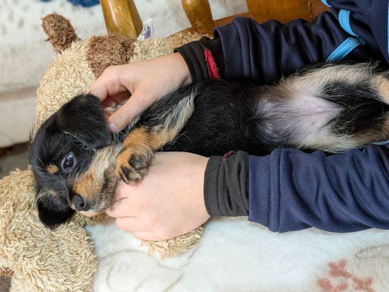 Dachshund cross pomchi female, ready now 