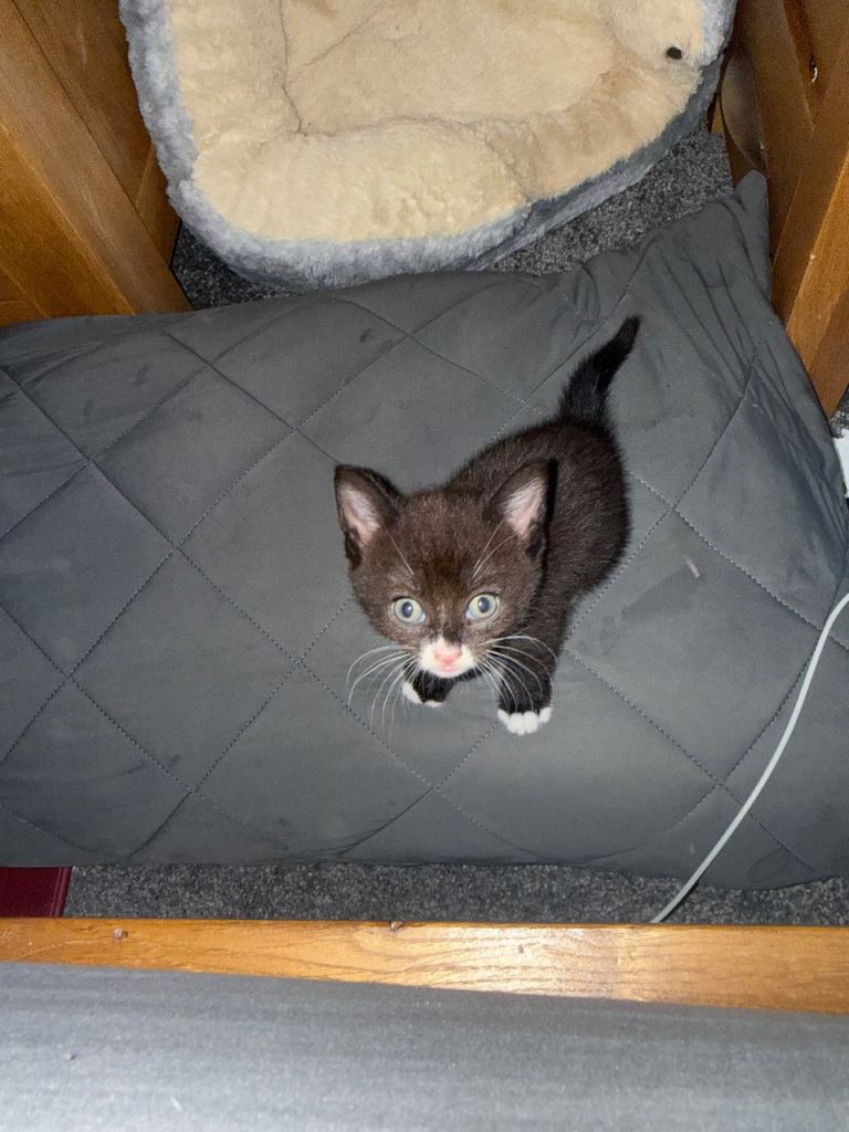 Kitten
