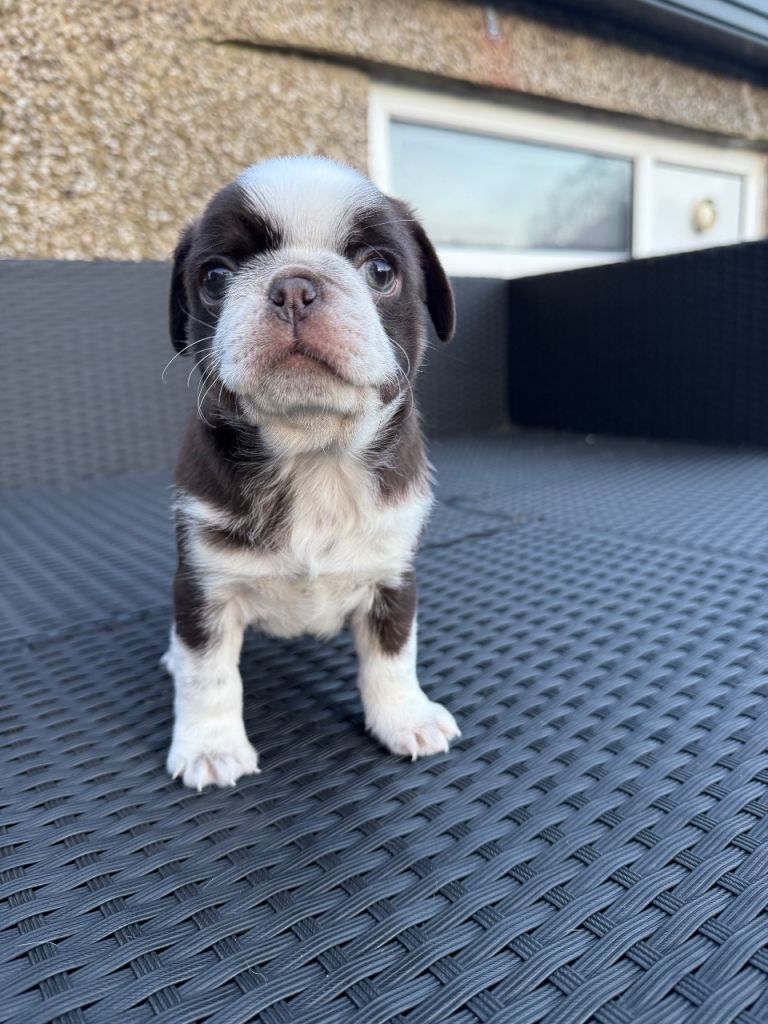 Adorable KC registered pug puppies 