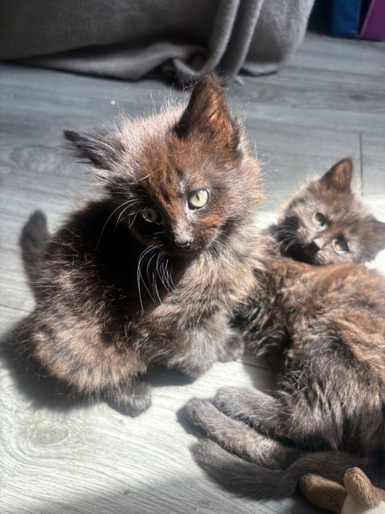 Kittens for Sale 