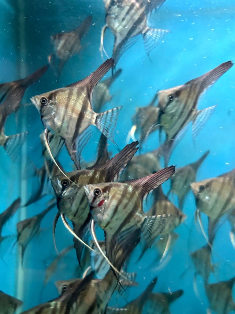 Angelfish 