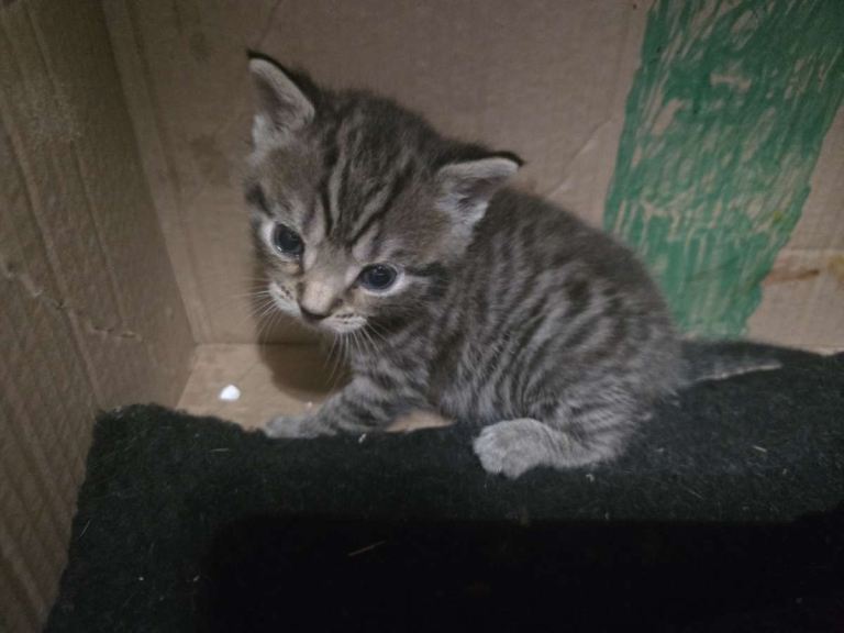 kitten 