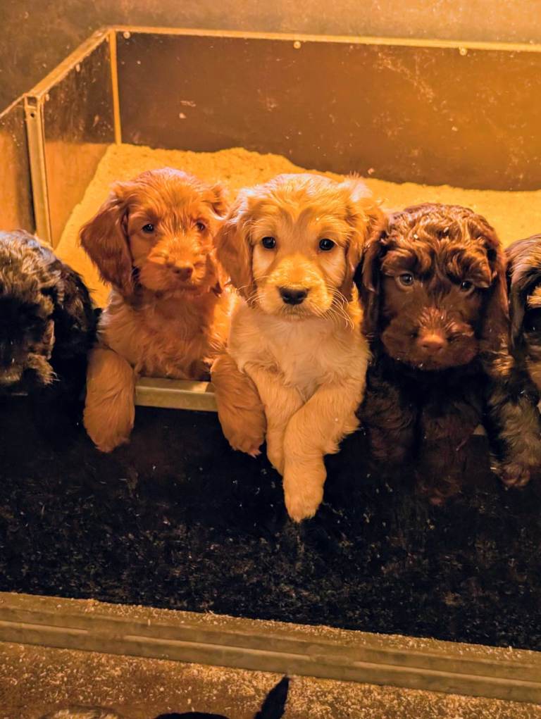 Gorgeous Cockapoo Puppies For Sale 