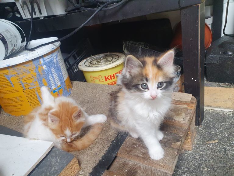 Kittens for sale 