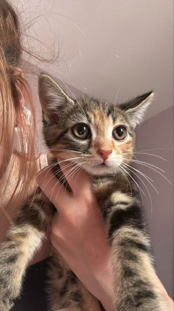 Female kitten 