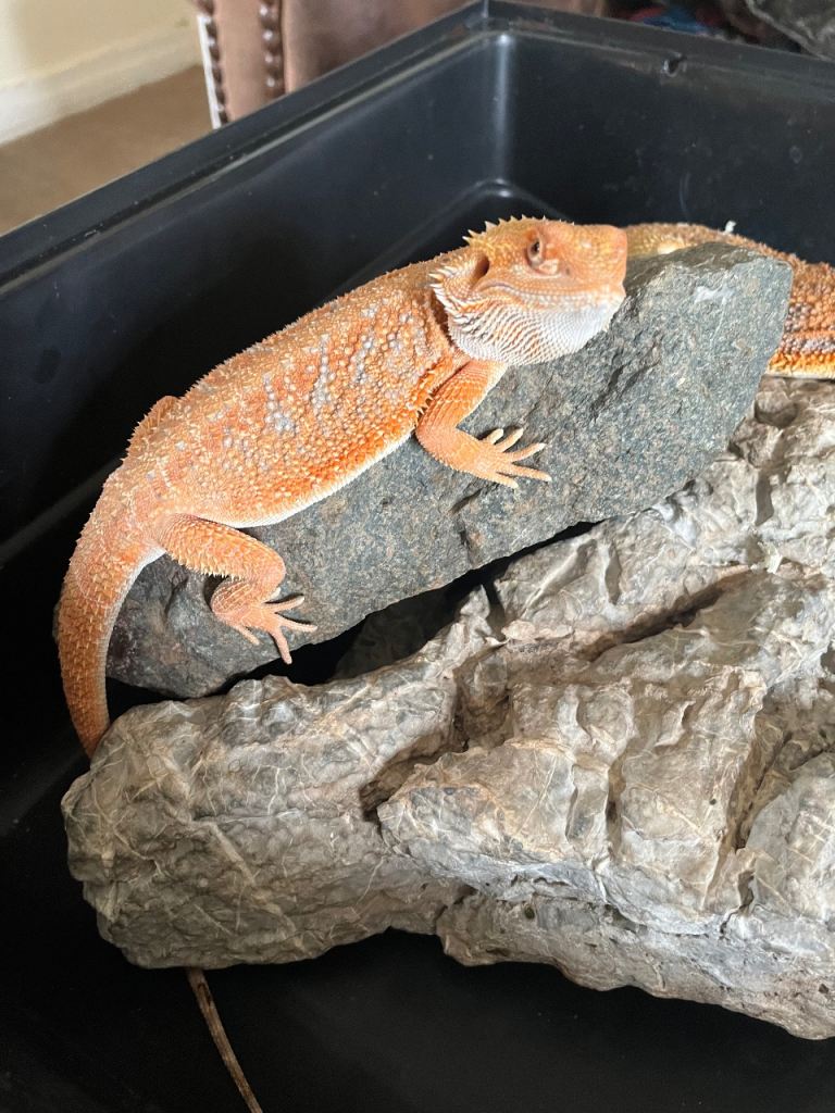 Bearded dragon babies orange hypo 