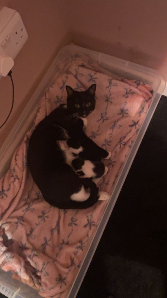 Beautiful Healthy Kittens – Litter Trained & Ready for Loving Homes