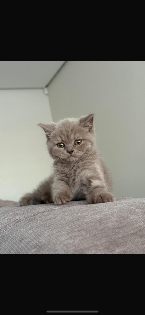 British shorthair lilac 