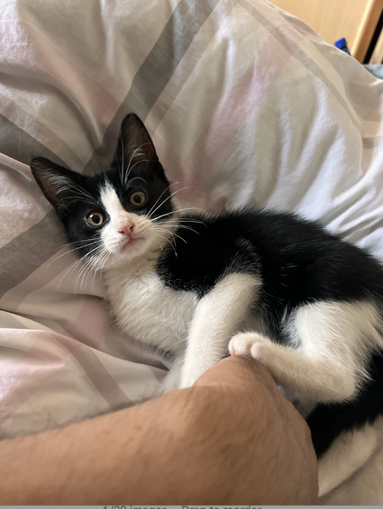 Kittens available - females 