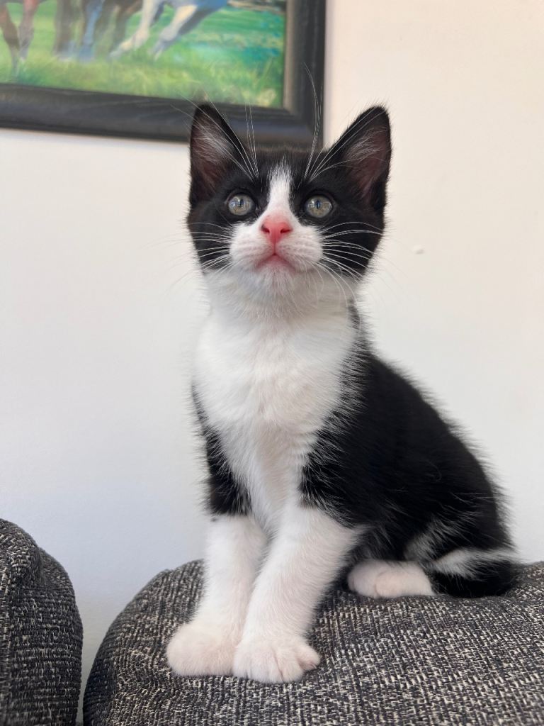 ***MALE KITTEN FOR SALE***